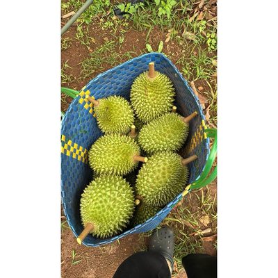 Sầu Riêng Thái Dona Đắk Lắk Dẻo Béo Ngọt Chuẩn Loại A Gửi Từ...